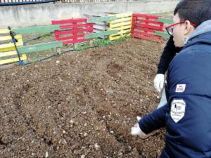 grano (46)