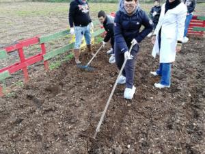 grano (52)